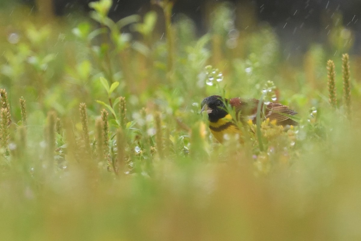 Escribano Aureolado - ML645156938