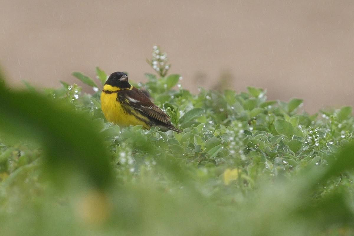 Escribano Aureolado - ML645156939