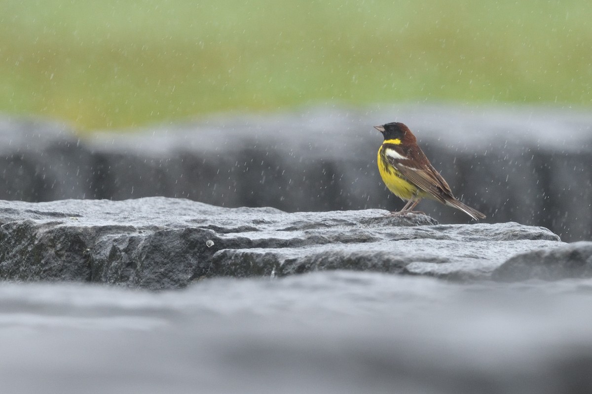 Escribano Aureolado - ML645156940