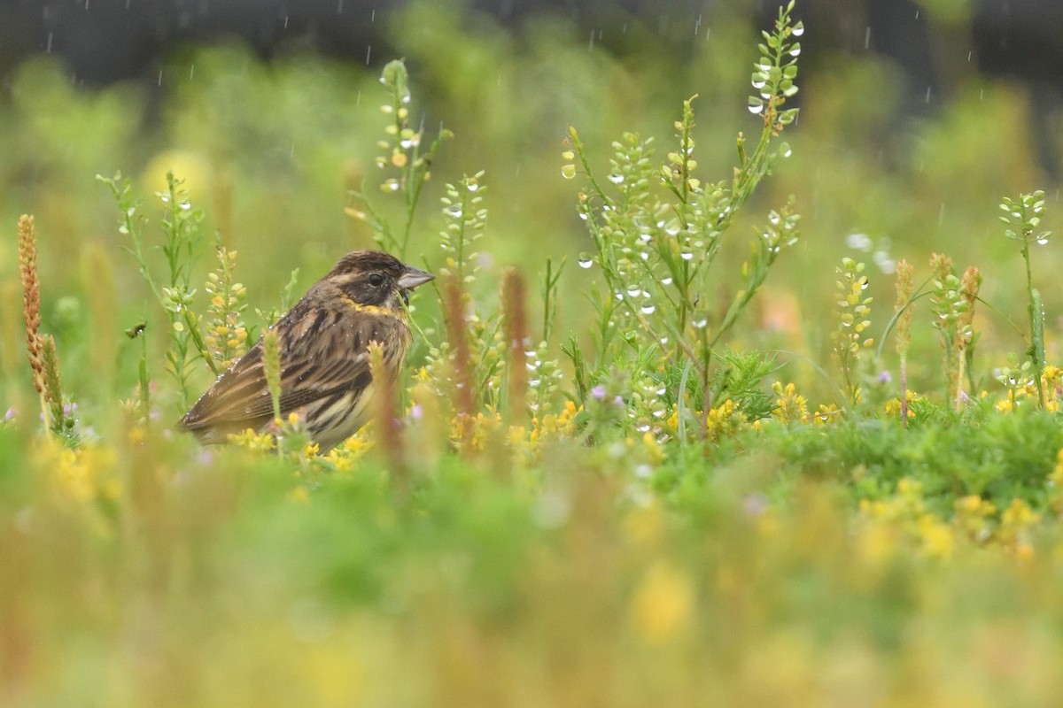 Escribano Aureolado - ML645156941