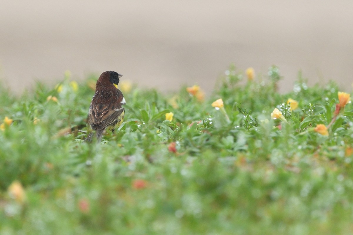 Escribano Aureolado - ML645156942