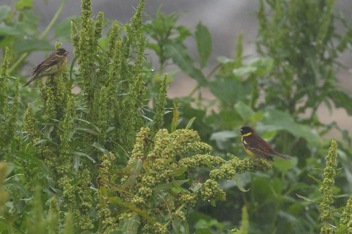 Escribano Aureolado - ML645156943