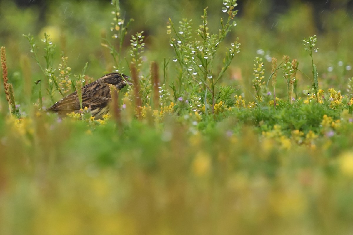Escribano Aureolado - ML645156944