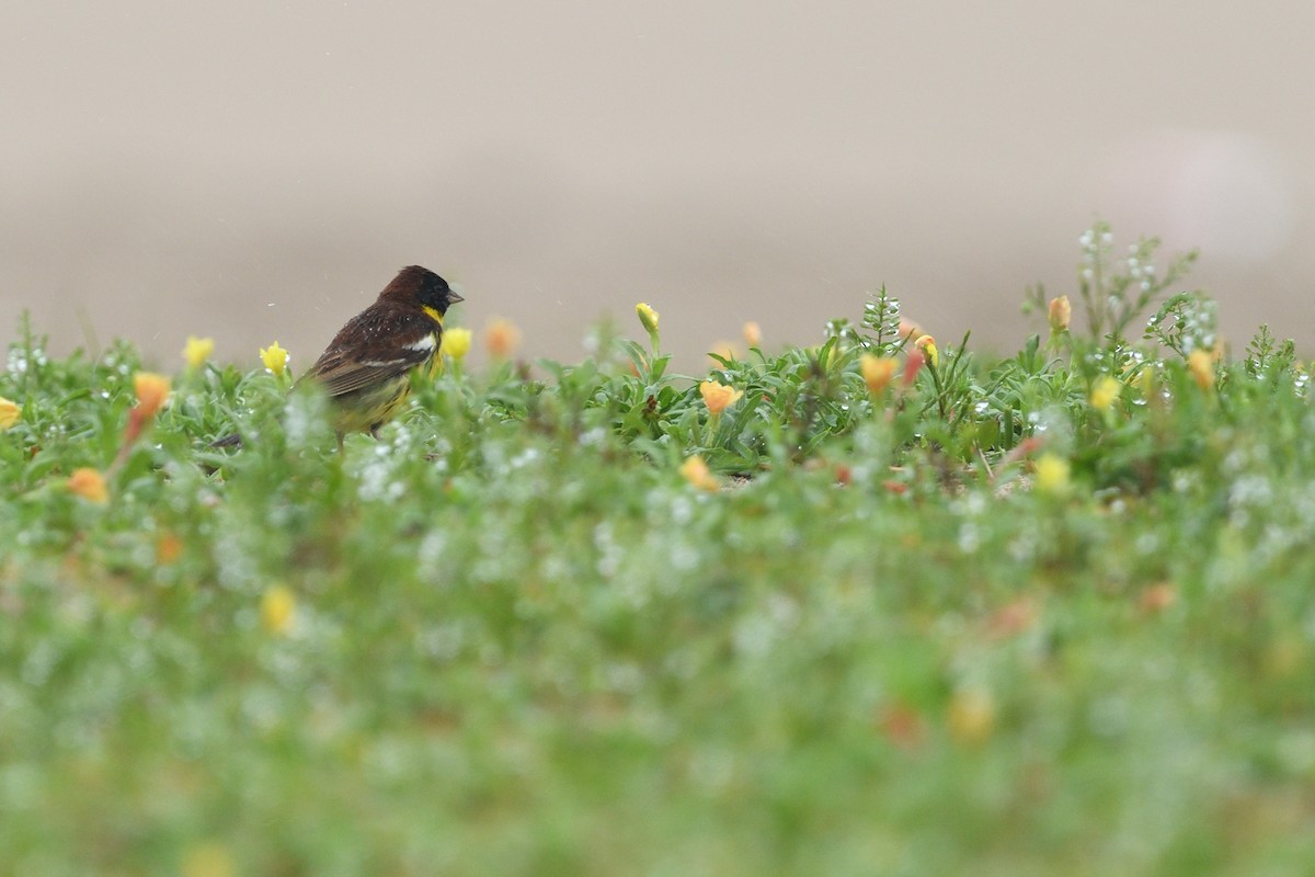 Escribano Aureolado - ML645156945