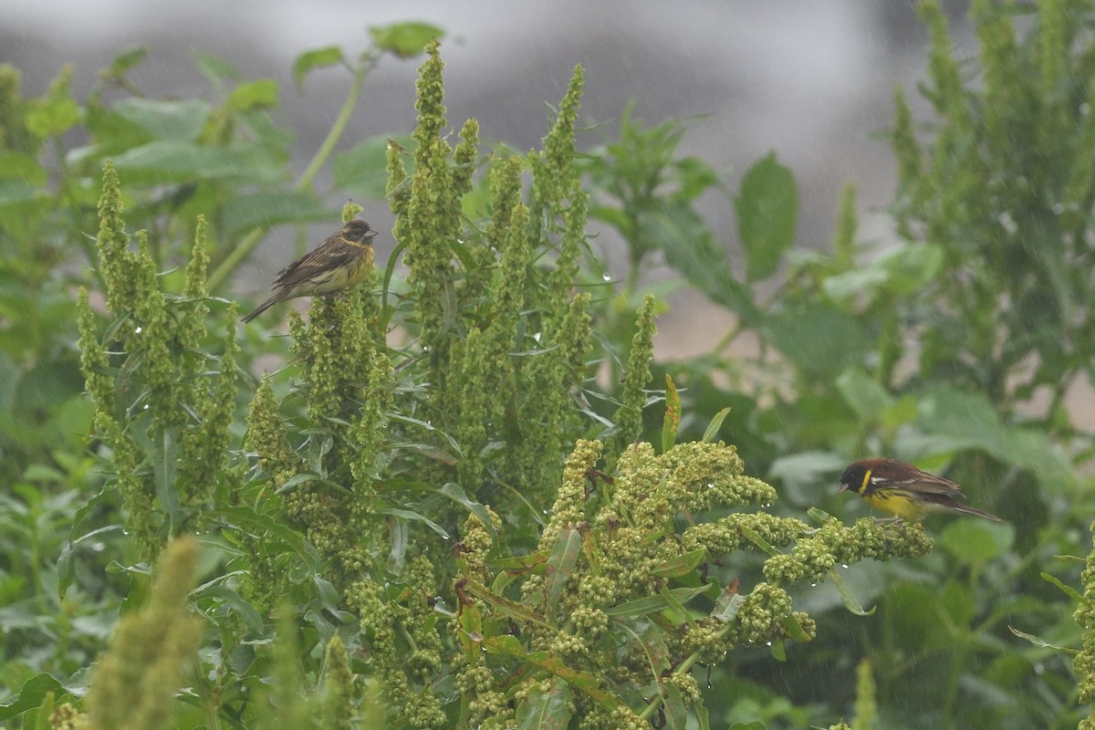 Escribano Aureolado - ML645156946