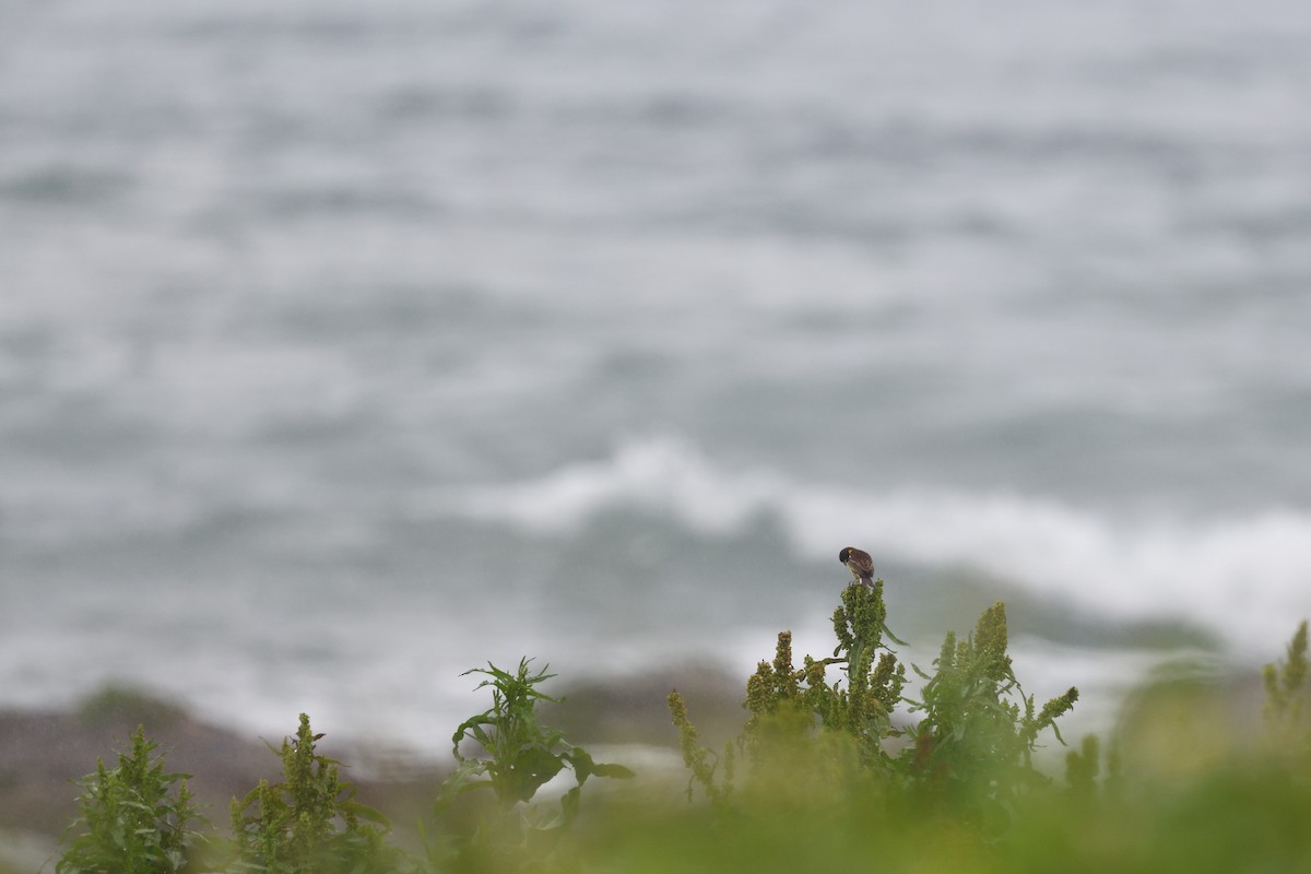 Escribano Aureolado - ML645156947