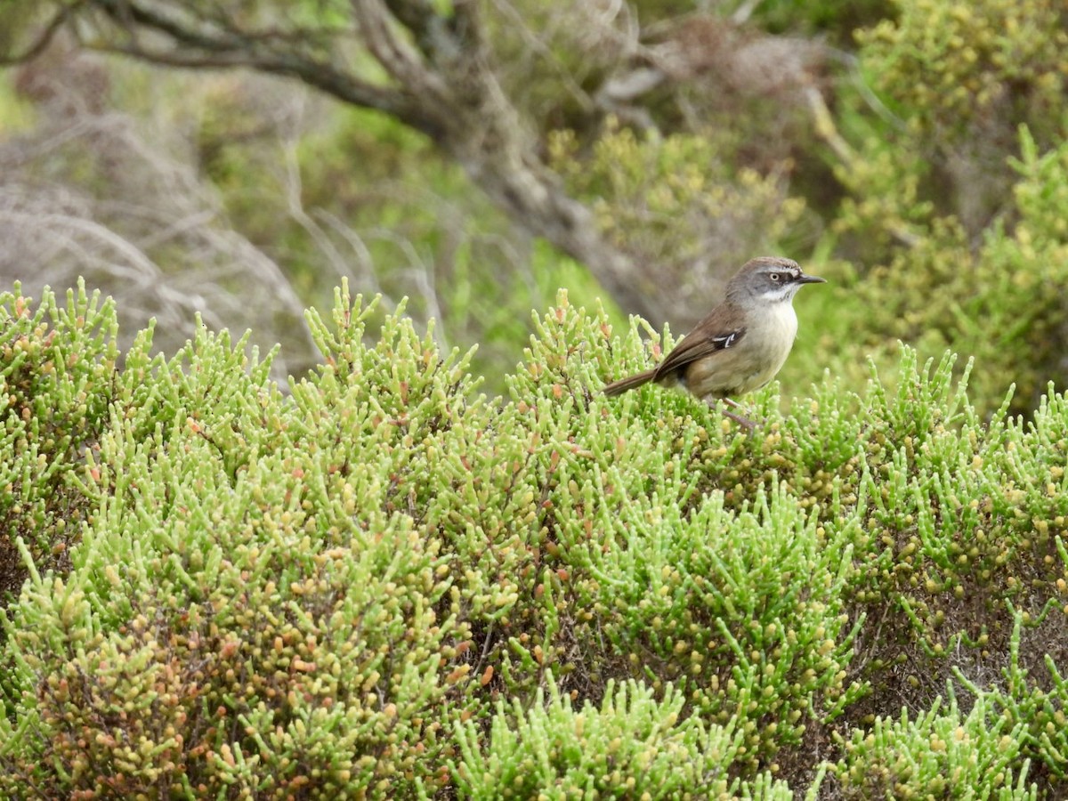 Mielero Cantarín - ML645156948