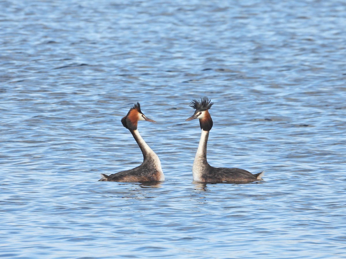 Somormujo Lavanco - ML645156949