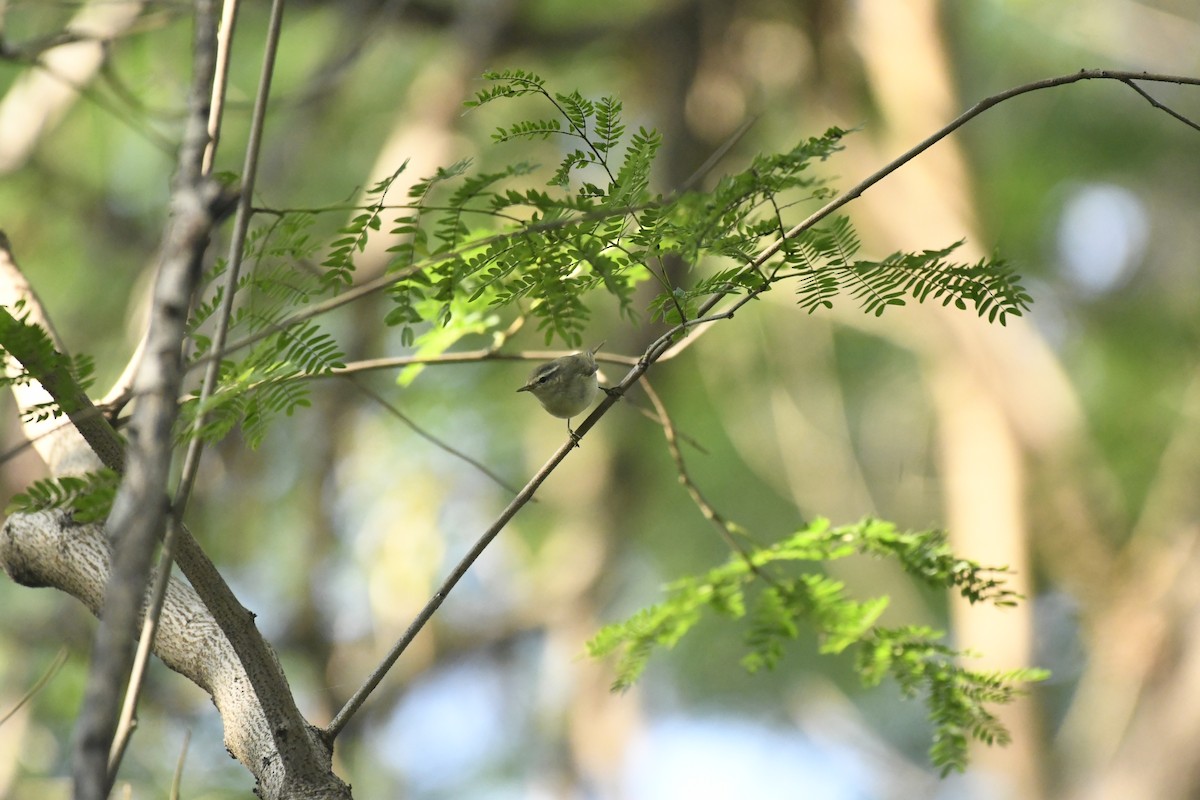 Mosquitero Verdoso - ML645156950