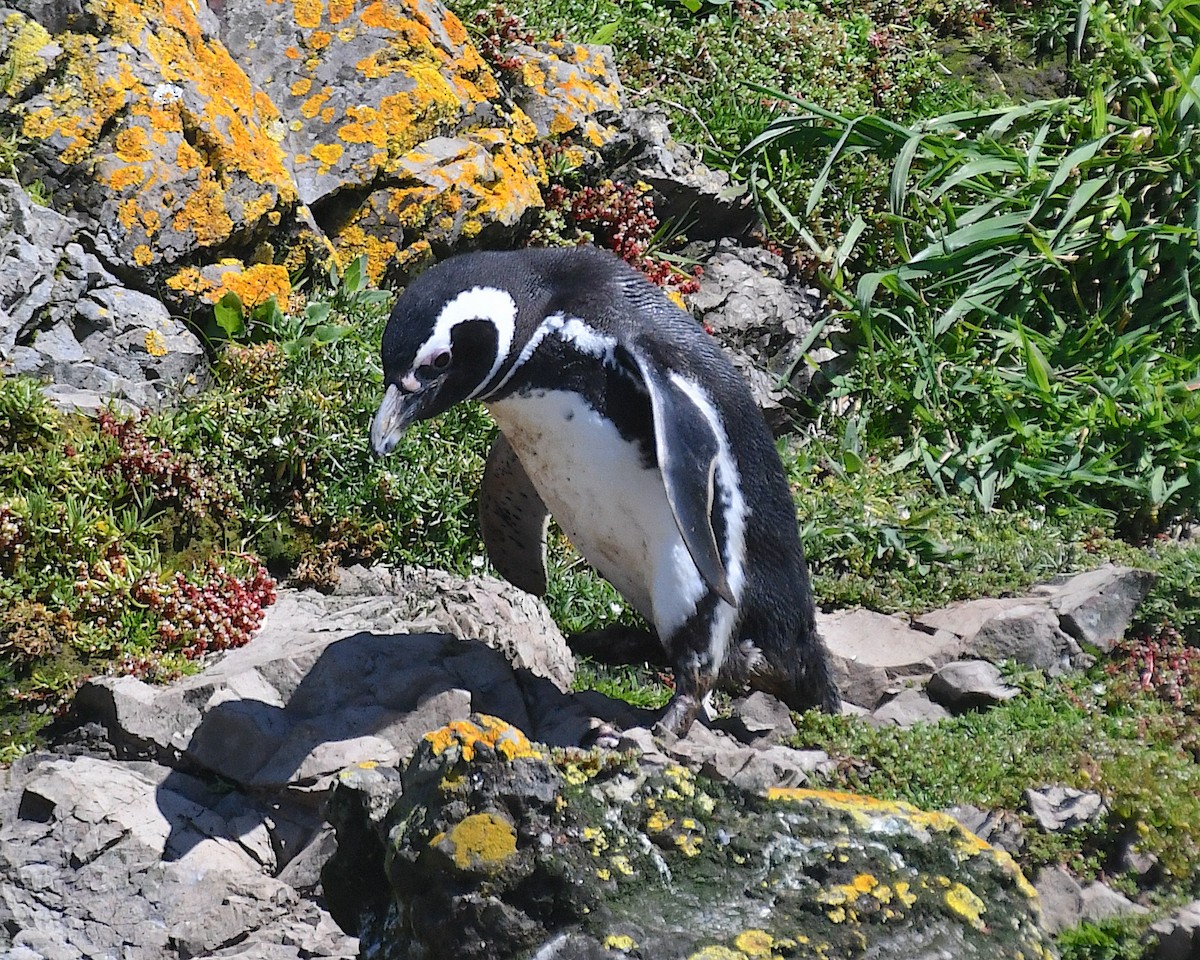 Pingüino Magallánico - ML645156951