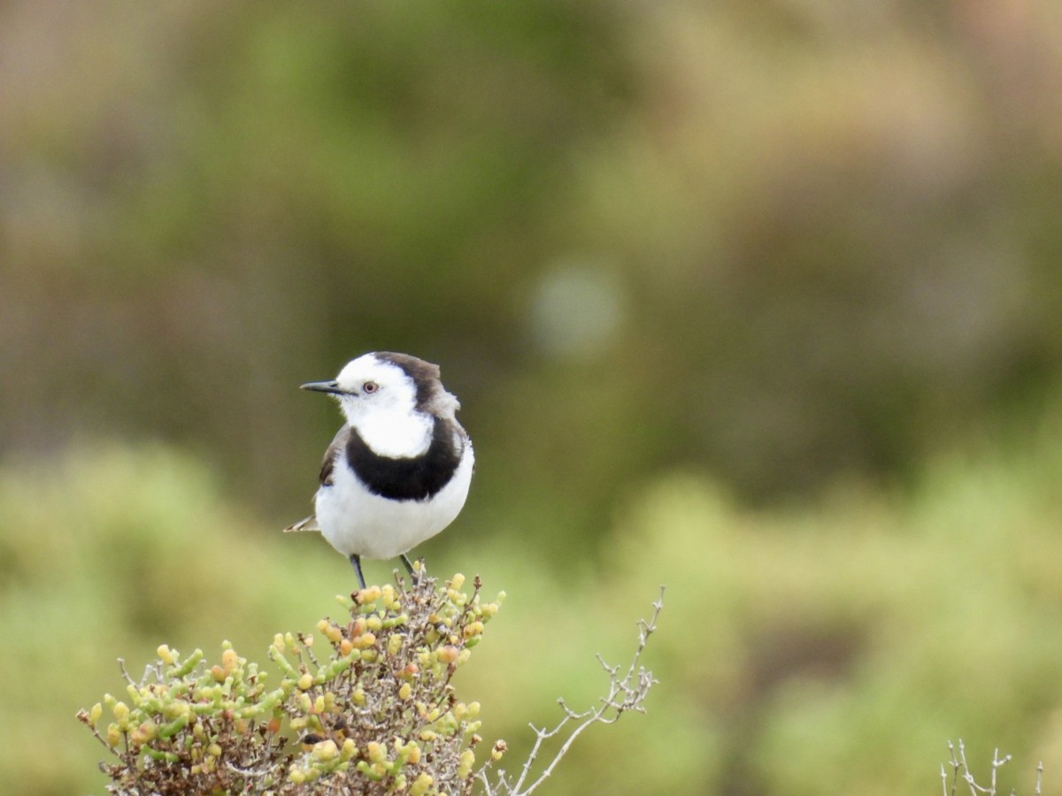 Alaca Çayır Balkuşu - ML645156954