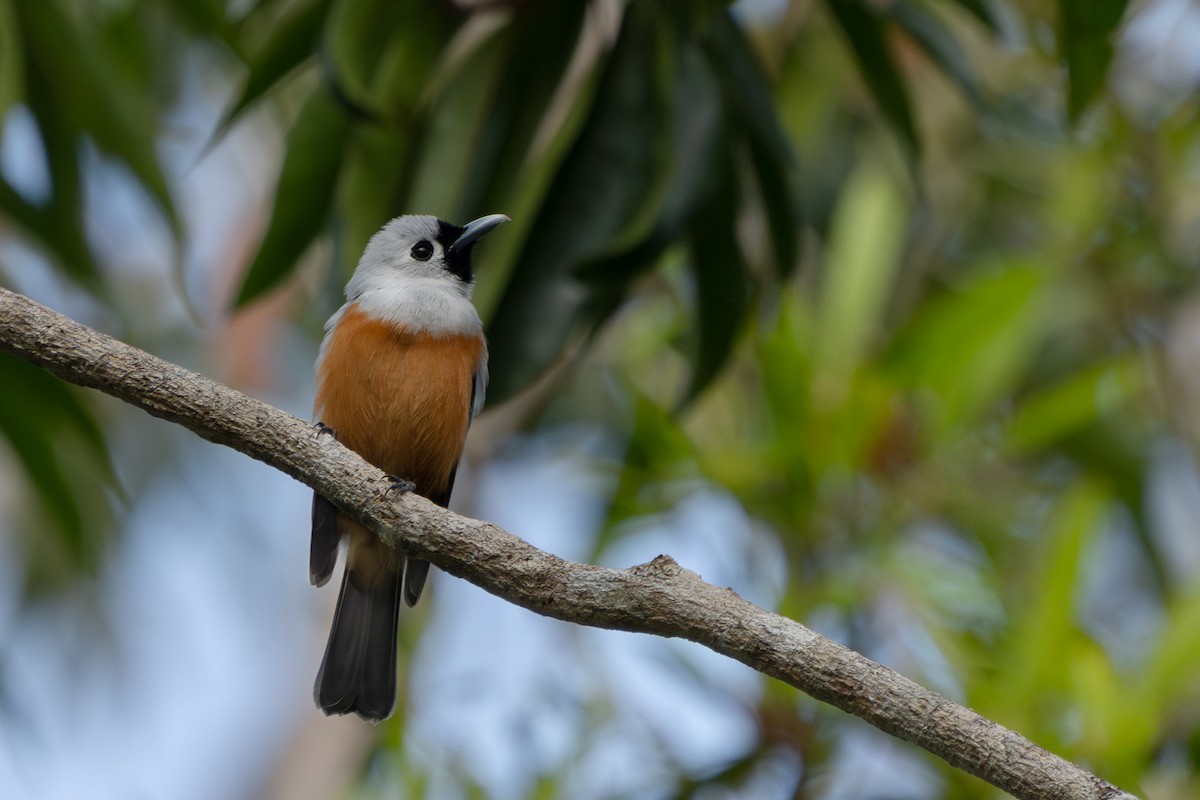 Black-winged Monarch - ML645156964