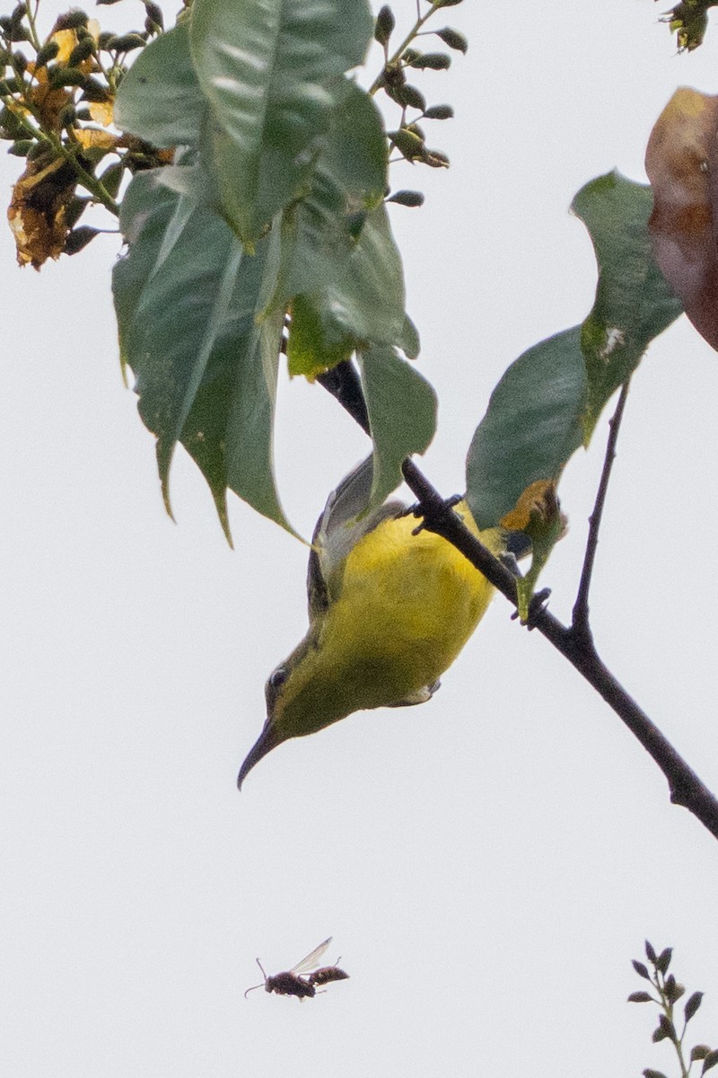 Sahul Sunbird - ML645156981