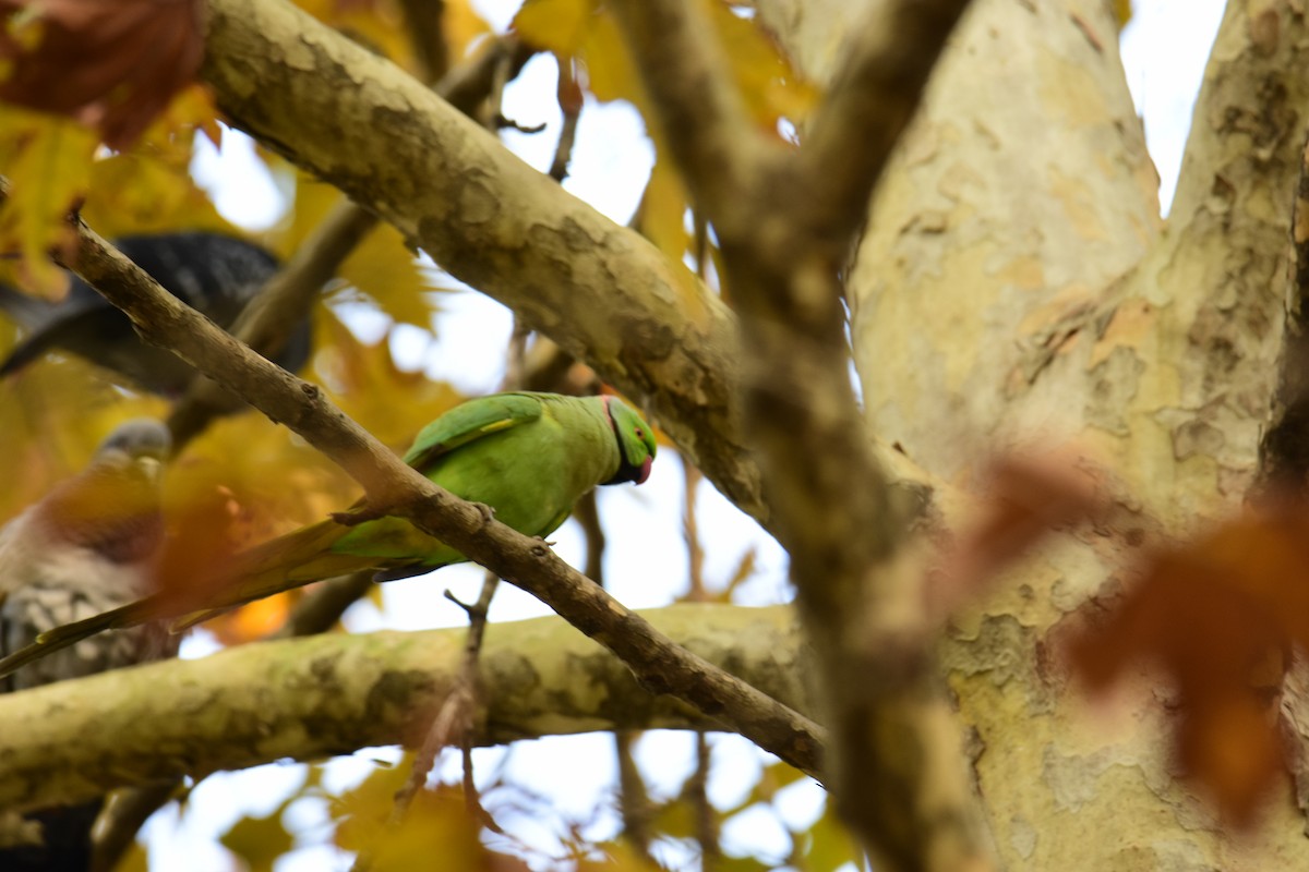 Cotorra de Kramer - ML645156990