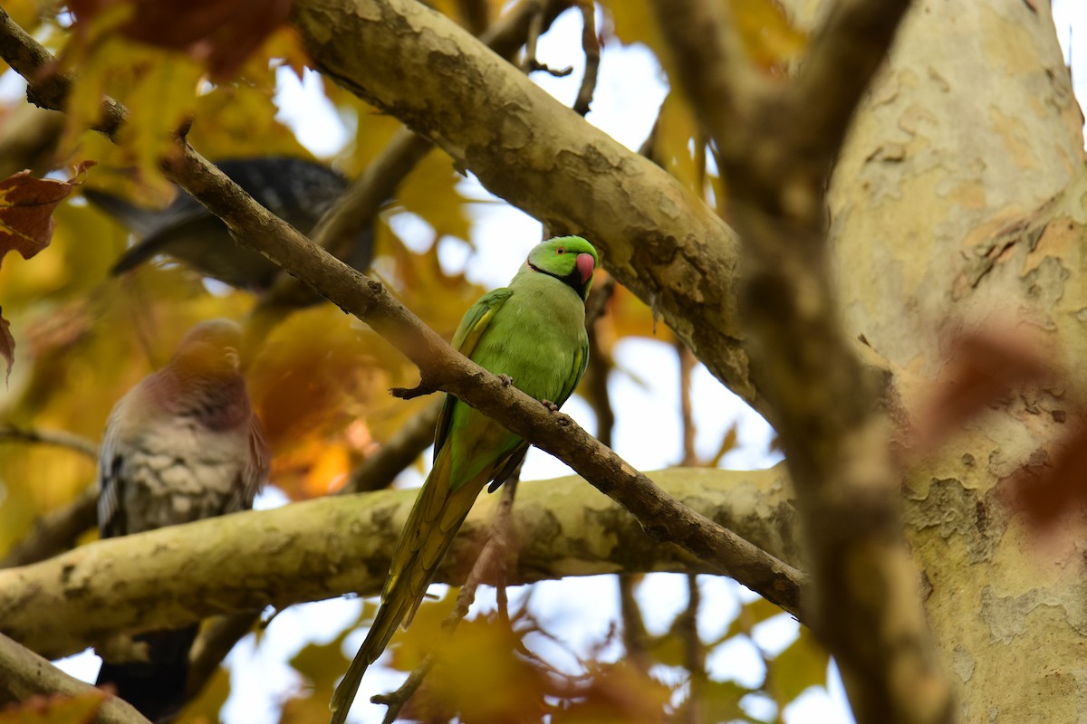 Cotorra de Kramer - ML645156991