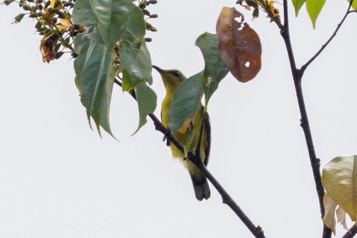 Sahul Sunbird - ML645156993