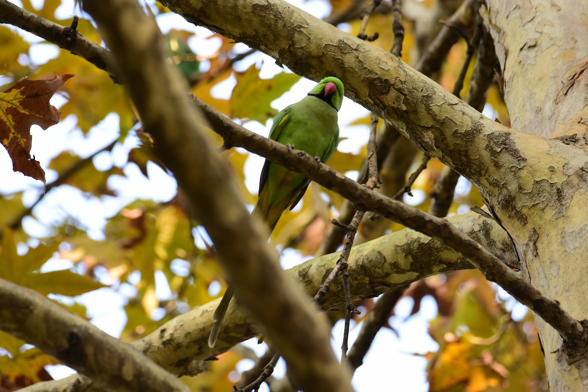 Cotorra de Kramer - ML645156994