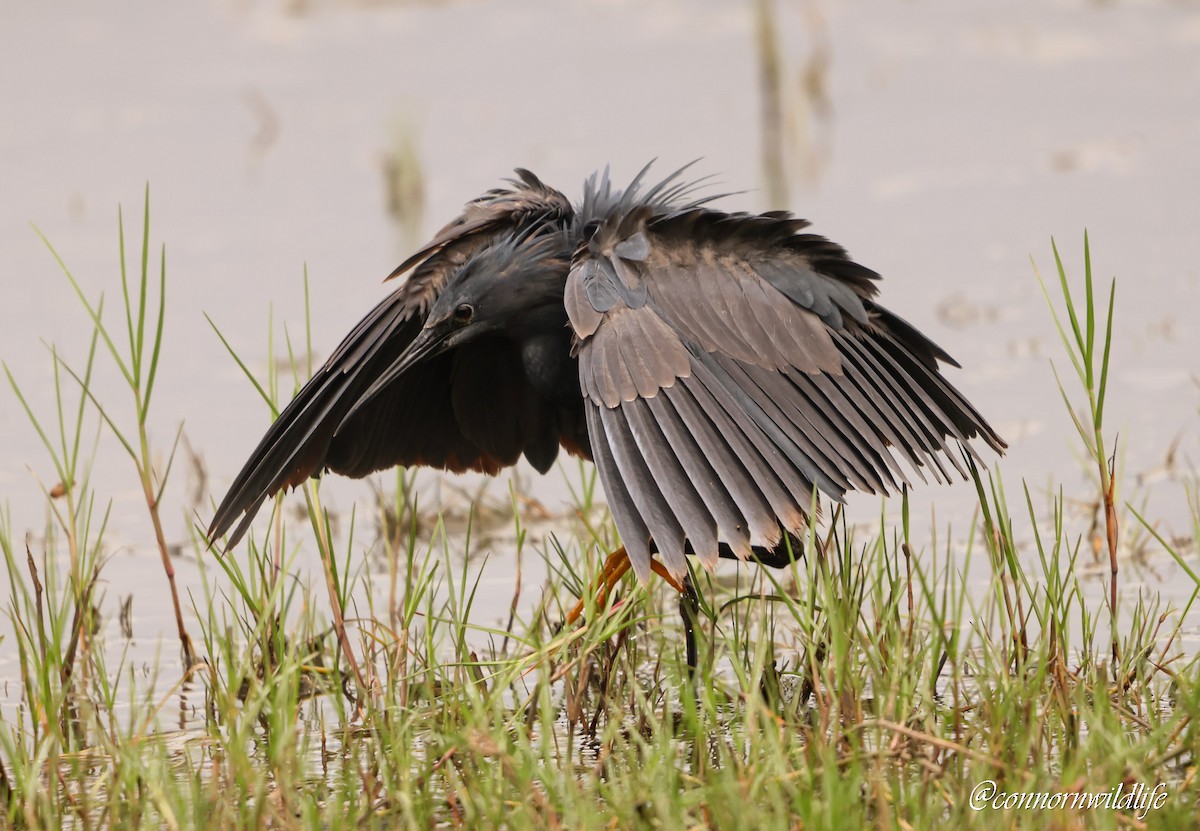 Black Heron - ML645157001