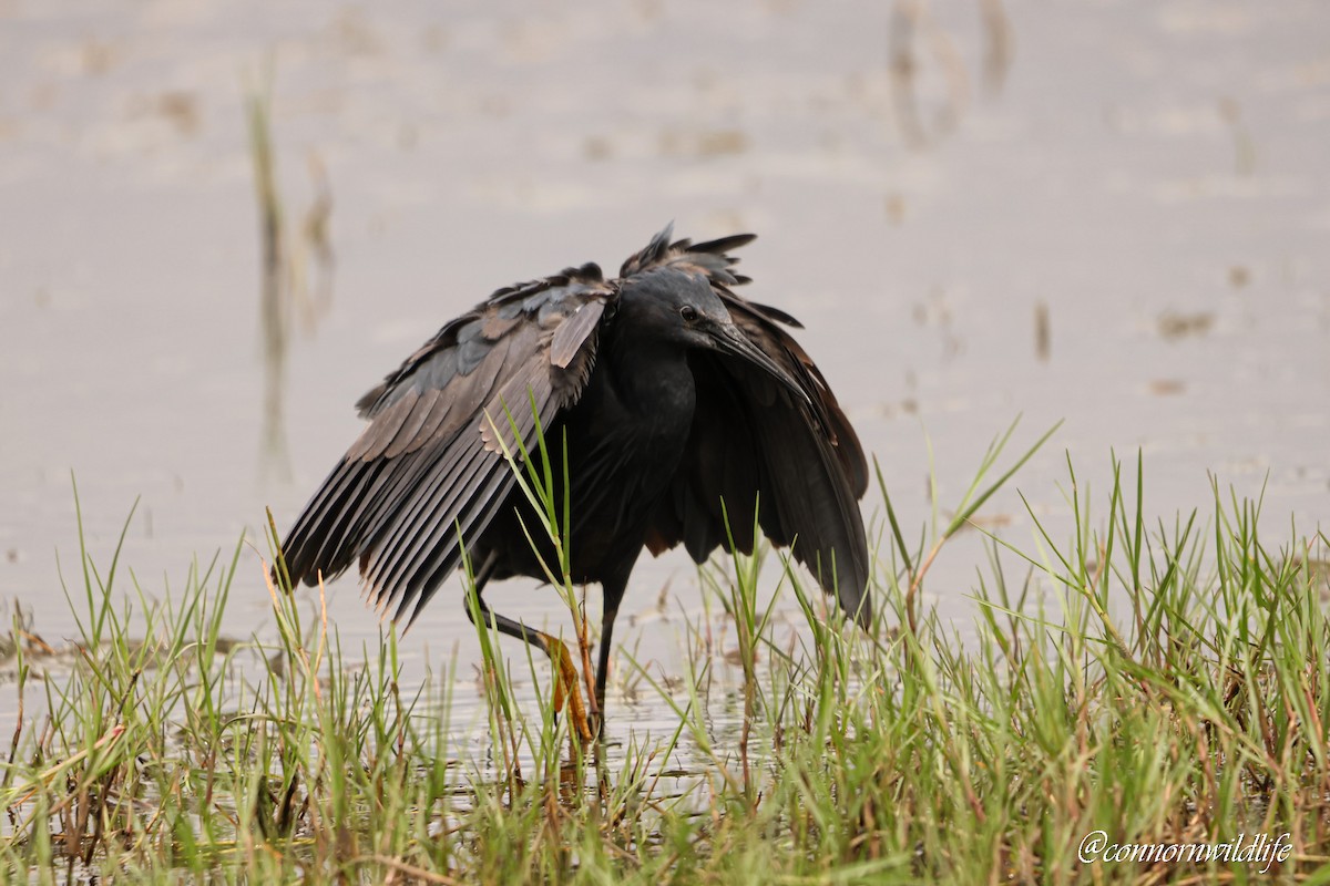 Black Heron - ML645157002