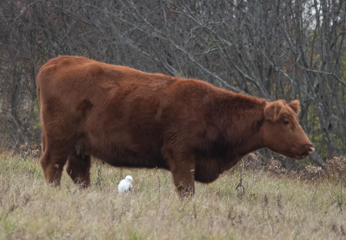 Héron garde-boeufs - ML645157012