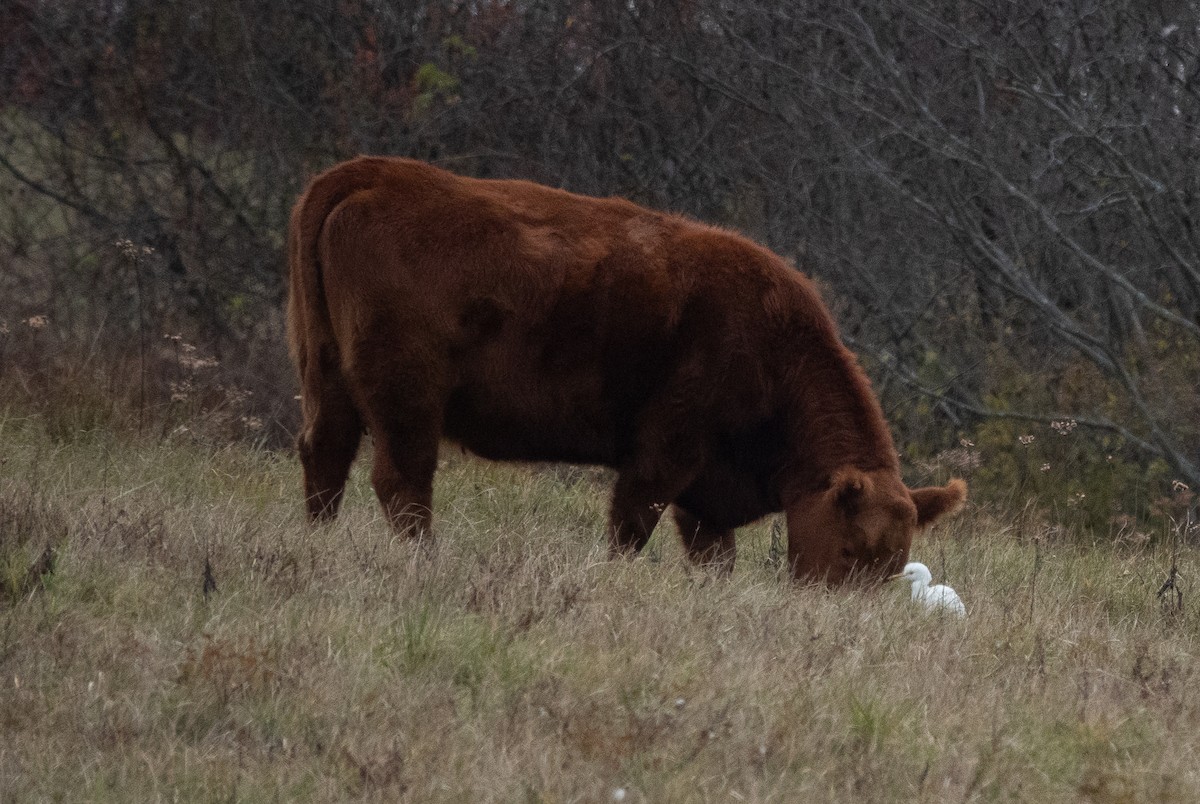 Héron garde-boeufs - ML645157013