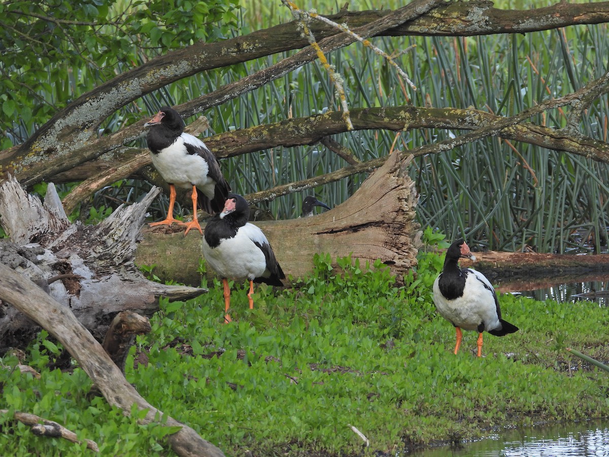 Canaroie semipalmée - ML645157014