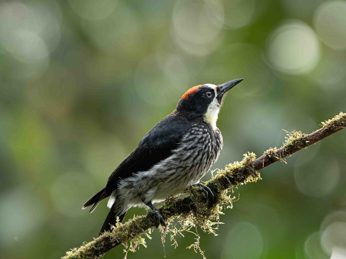 Pic glandivore - ML645157015