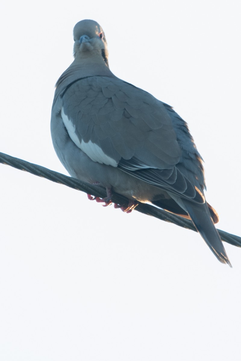 Tourterelle à ailes blanches - ML645157016