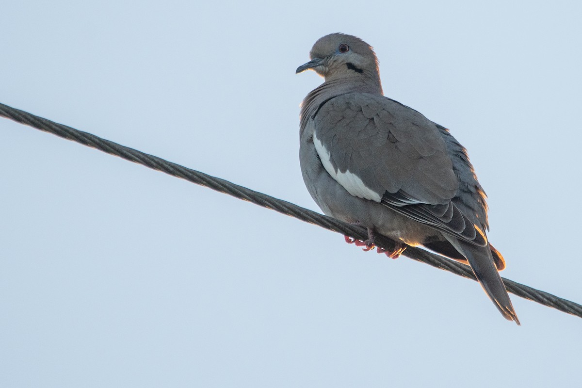 Tourterelle à ailes blanches - ML645157017