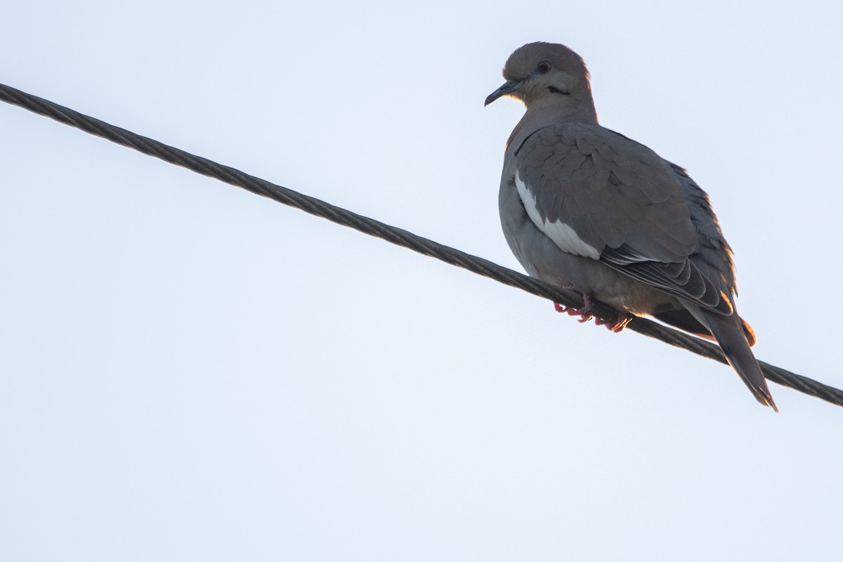 Tourterelle à ailes blanches - ML645157018
