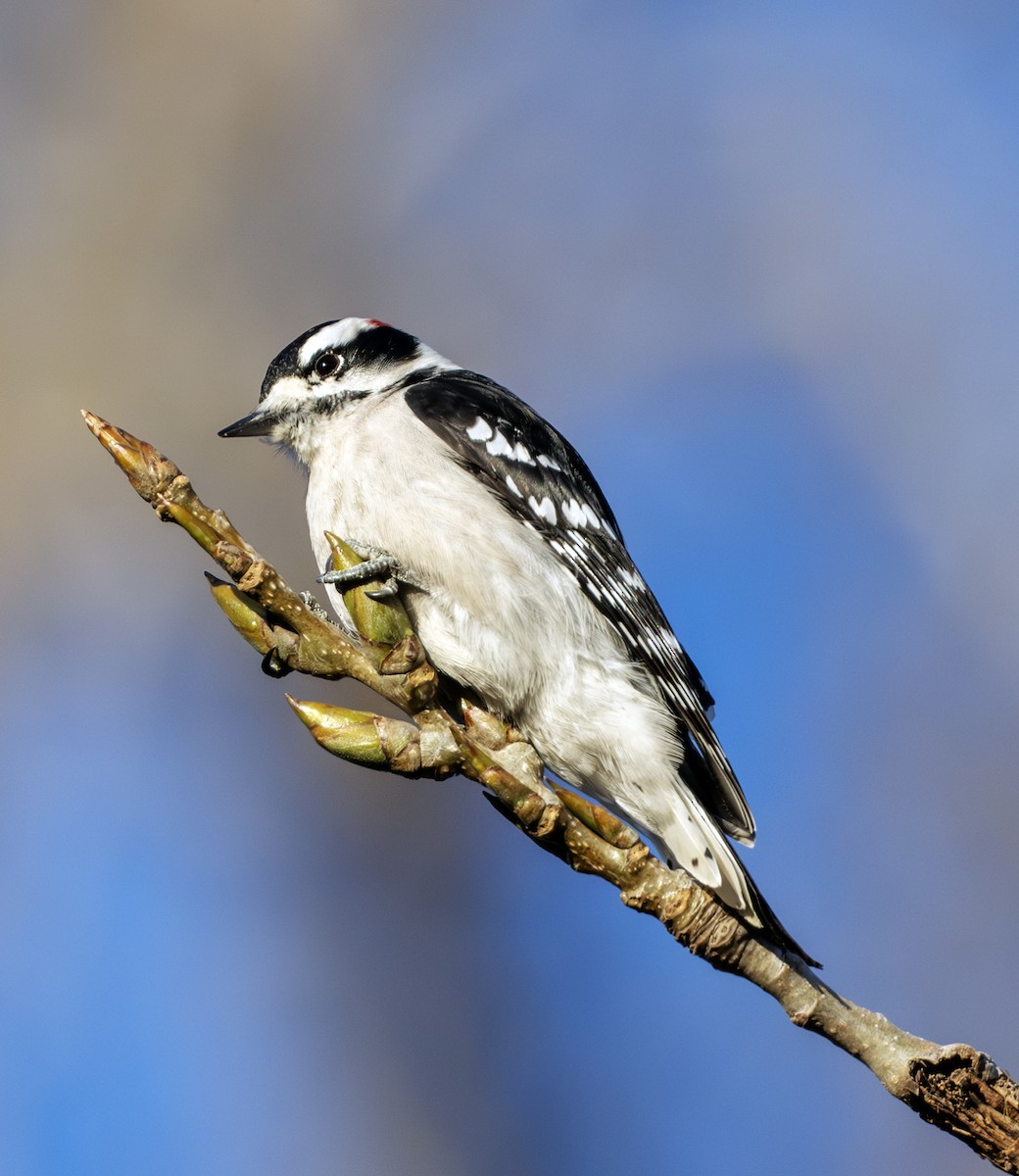 Pic mineur - ML645157019