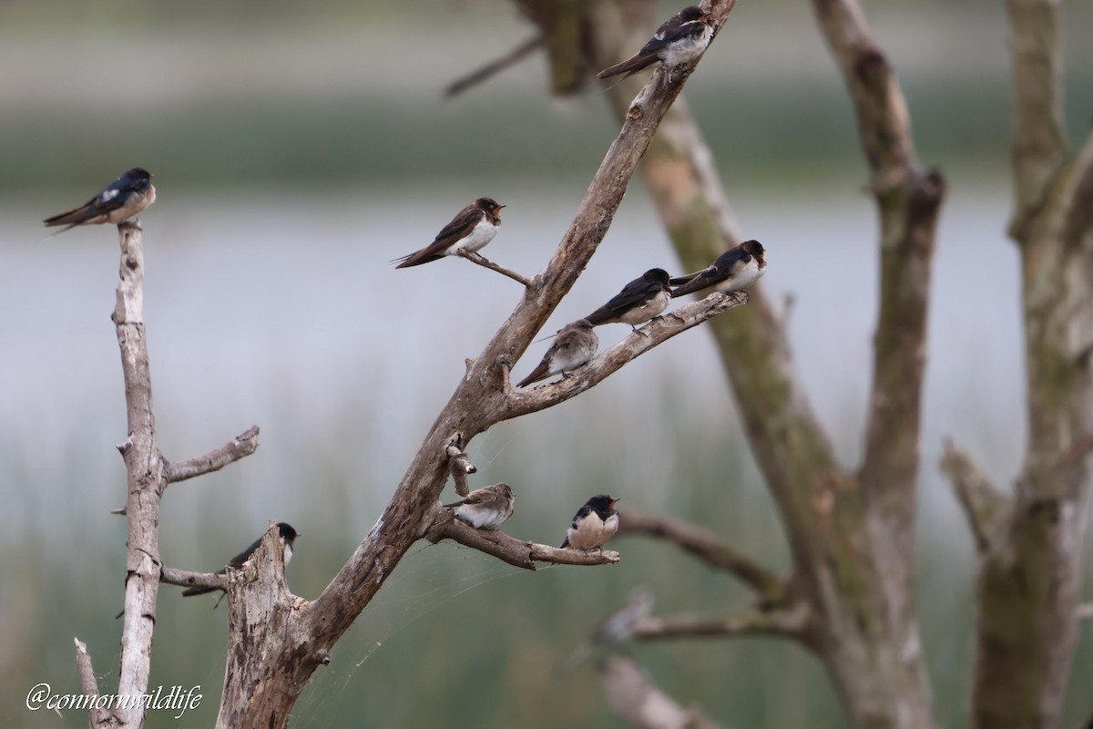 Hirondelle de rivage - ML645157020