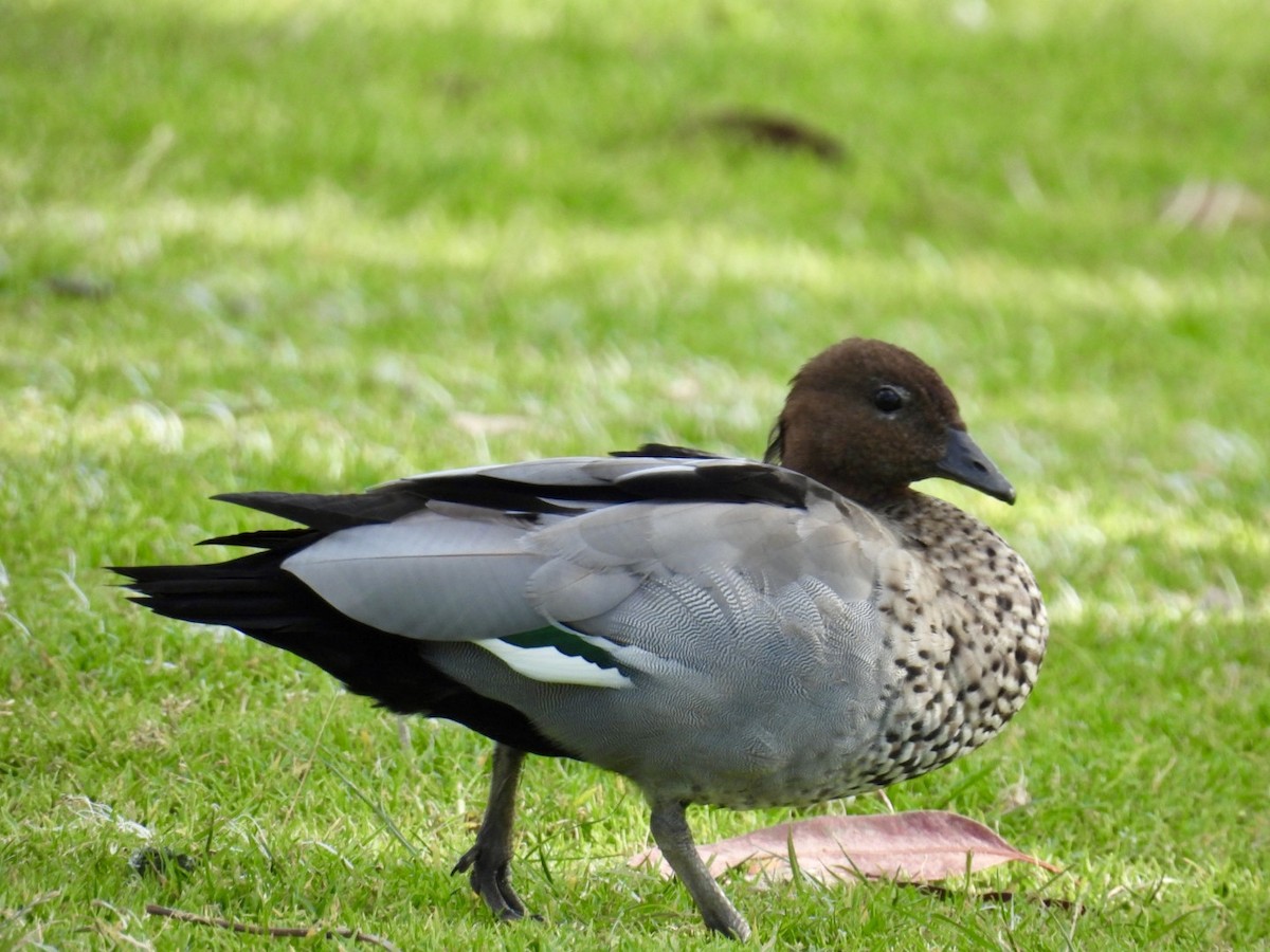 Canard à crinière - ML645157021