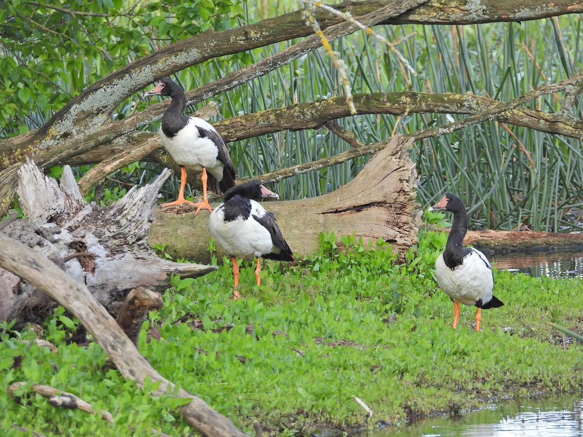 Canaroie semipalmée - ML645157023