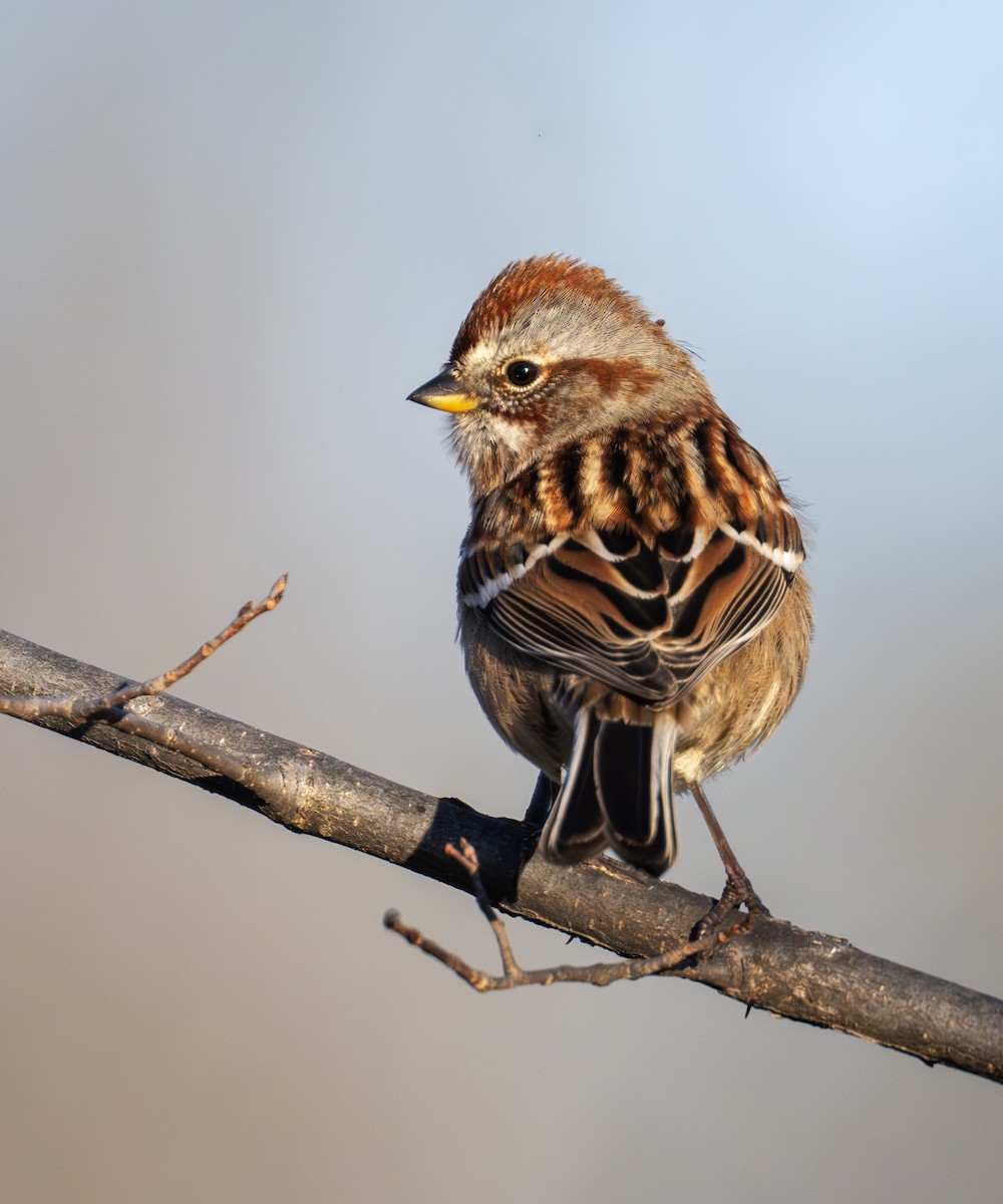 Bruant hudsonien - ML645157025