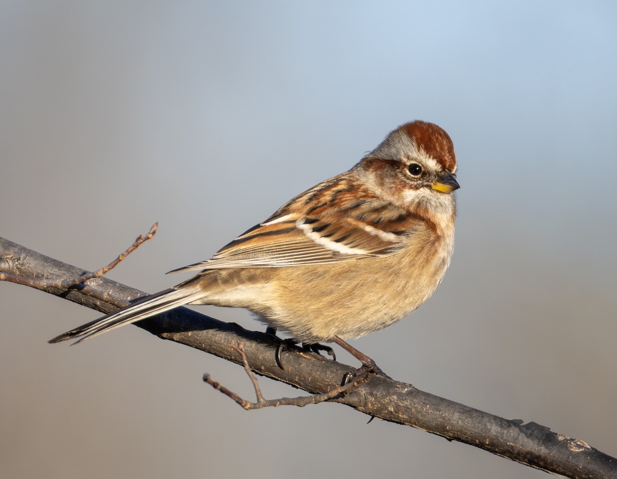 Bruant hudsonien - ML645157026