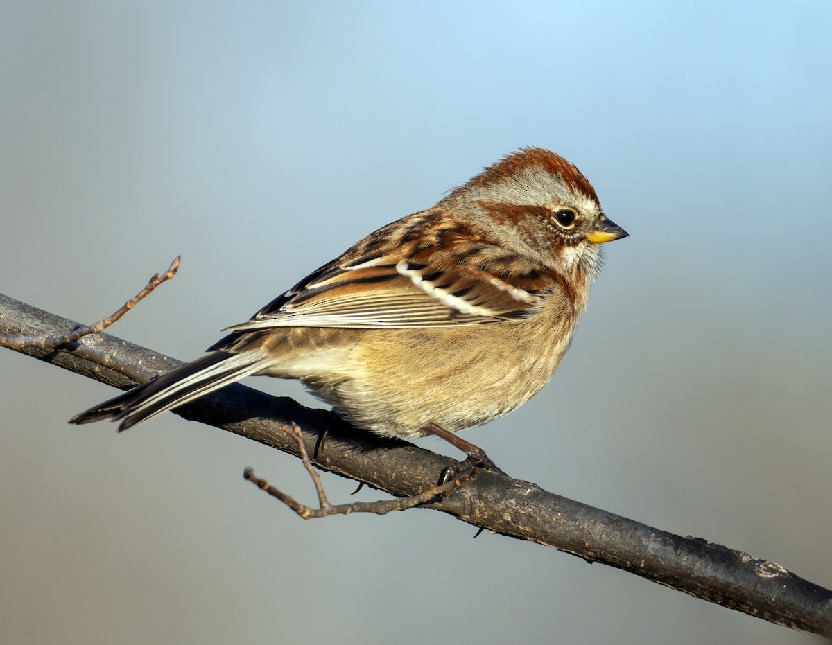 Bruant hudsonien - ML645157027