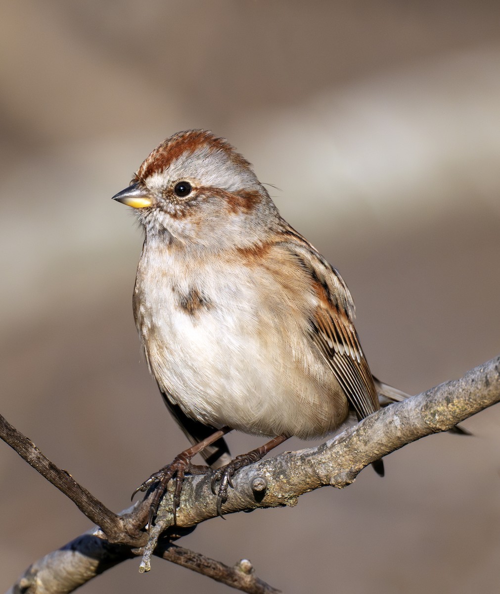 Bruant hudsonien - ML645157028