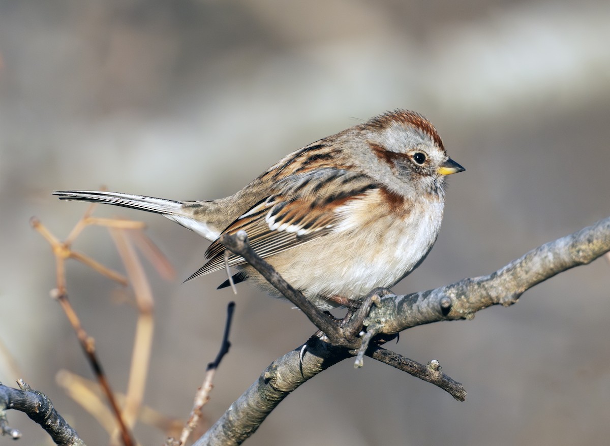 Bruant hudsonien - ML645157029