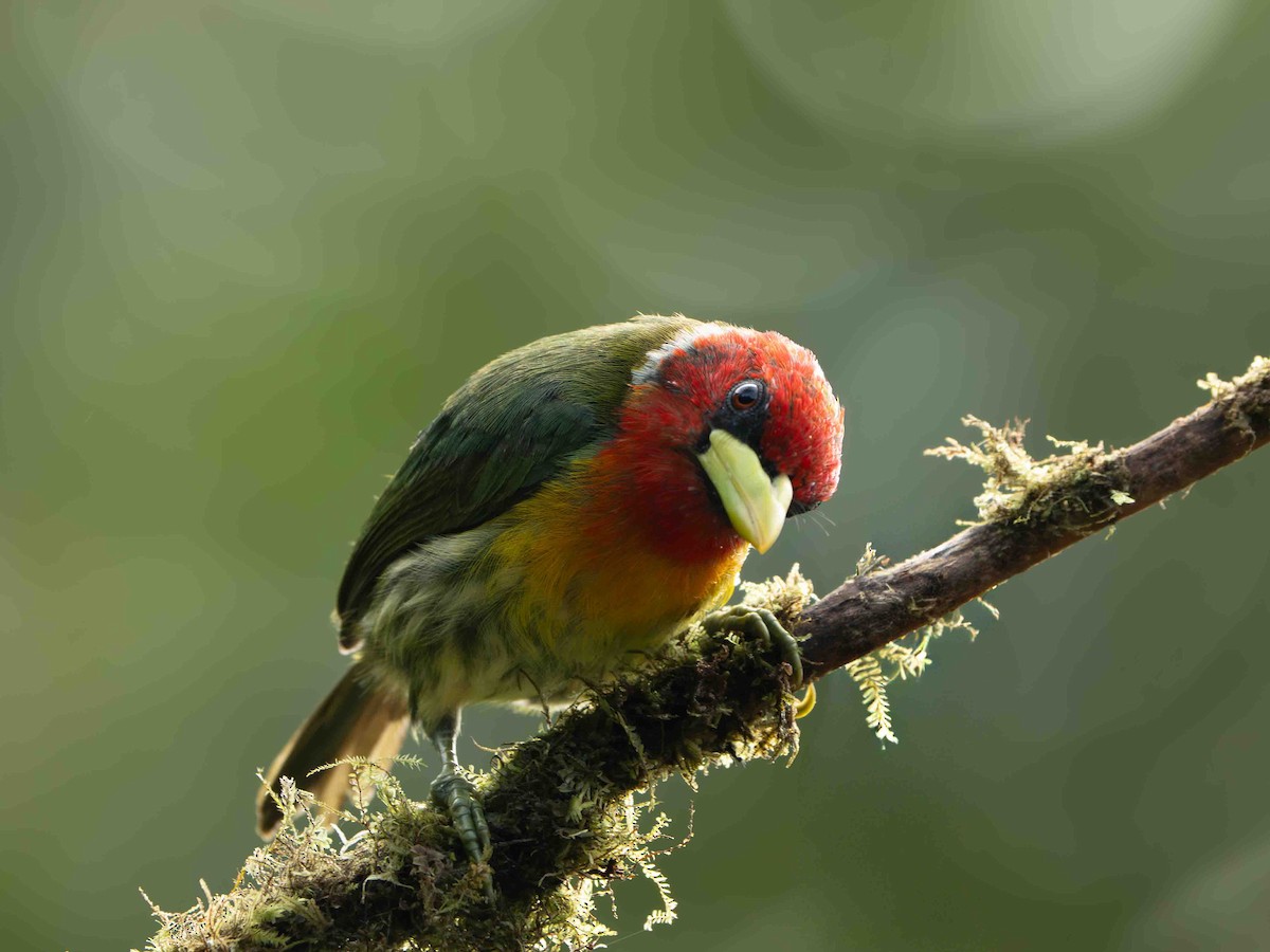 Cabézon à tête rouge - ML645157031