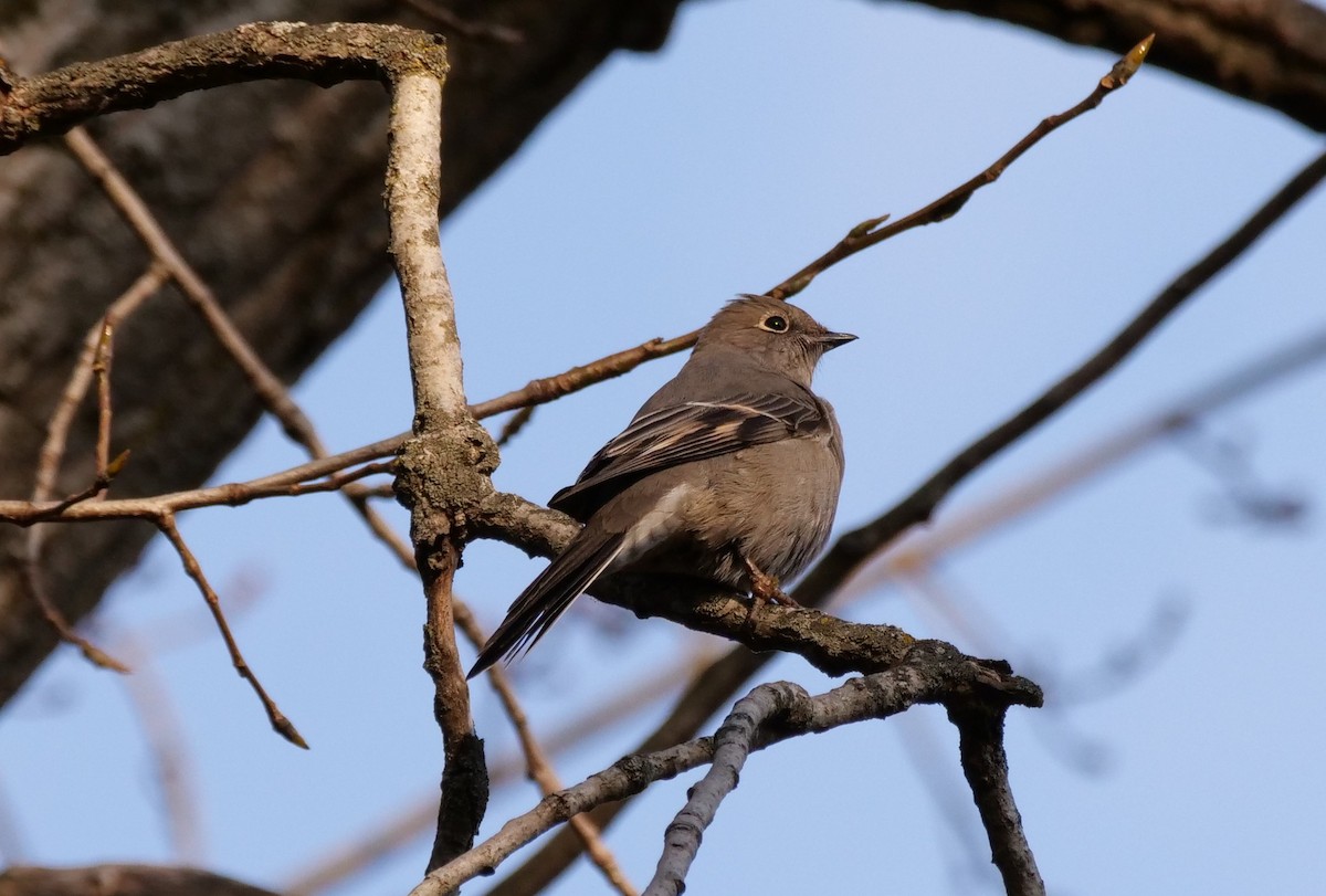 Solitaire de Townsend - ML645157032