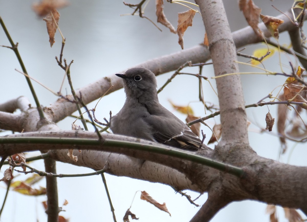 Solitaire de Townsend - ML645157033