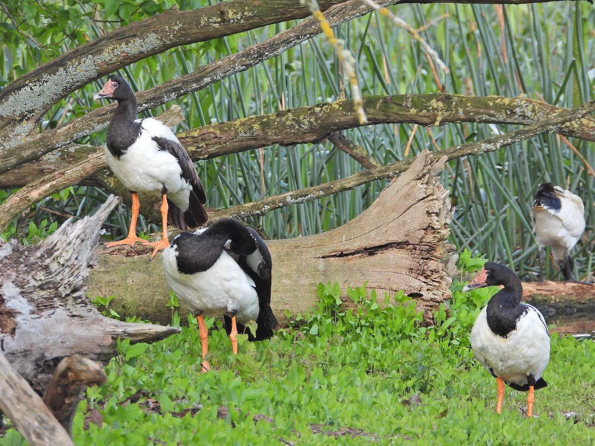 Canaroie semipalmée - ML645157034