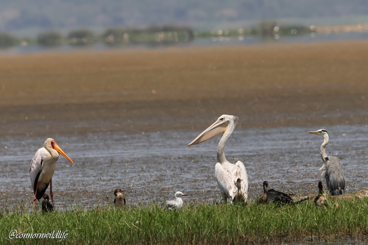 Pélican gris - ML645157037
