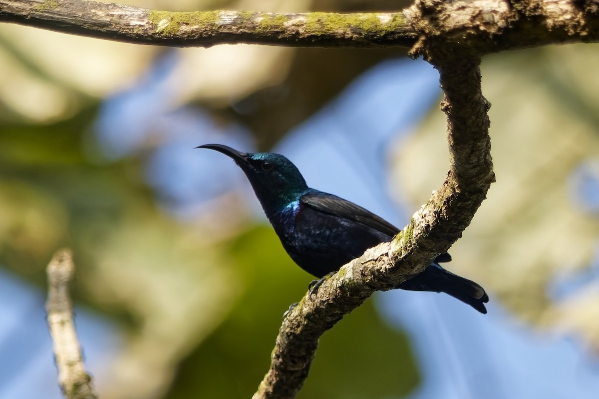 Souimanga asiatique - ML645157038