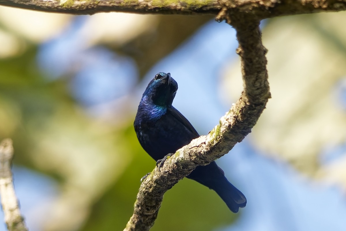 Souimanga asiatique - ML645157039