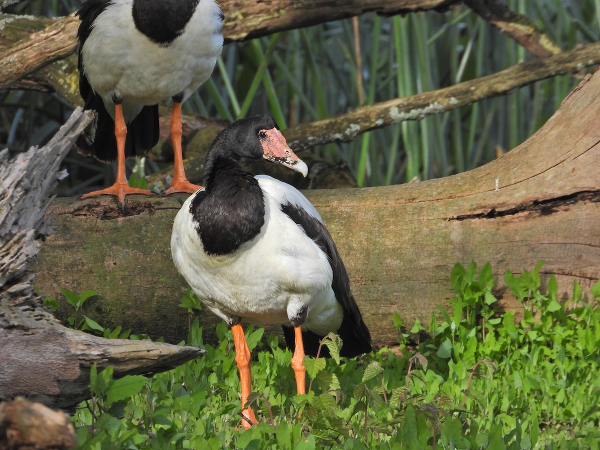 Canaroie semipalmée - ML645157040