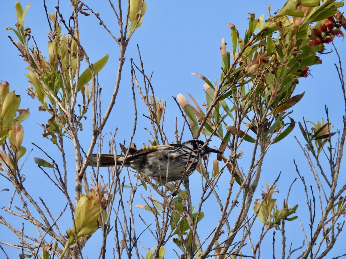 Méliphage de Nouvelle-Hollande - ML645157041