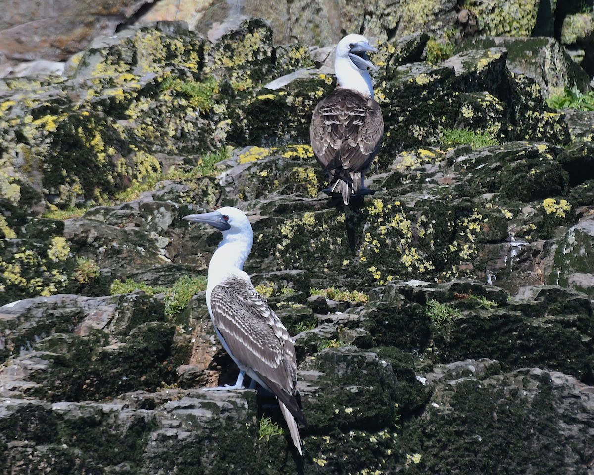 Fou varié - ML645157042