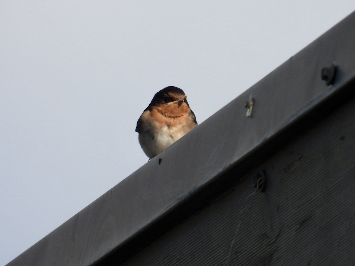 Hirondelle messagère - ML645157043